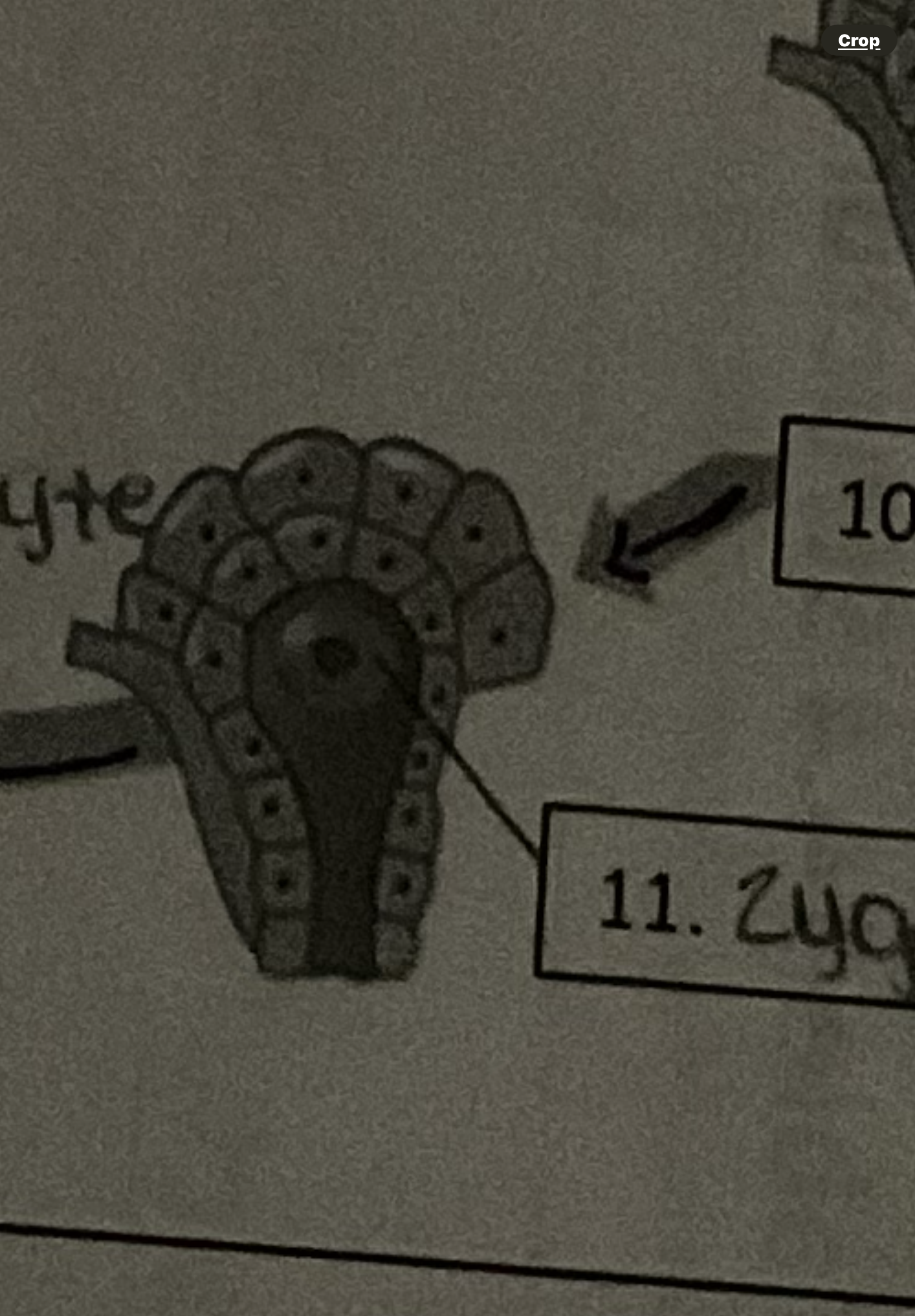 <p>Diploid zygote (in ferns)</p>