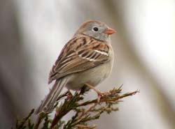 Passeriformes - Emberizidae - Spizella pusilla