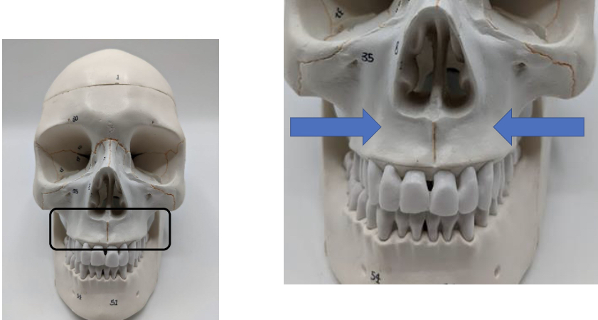 knowt flashcard image