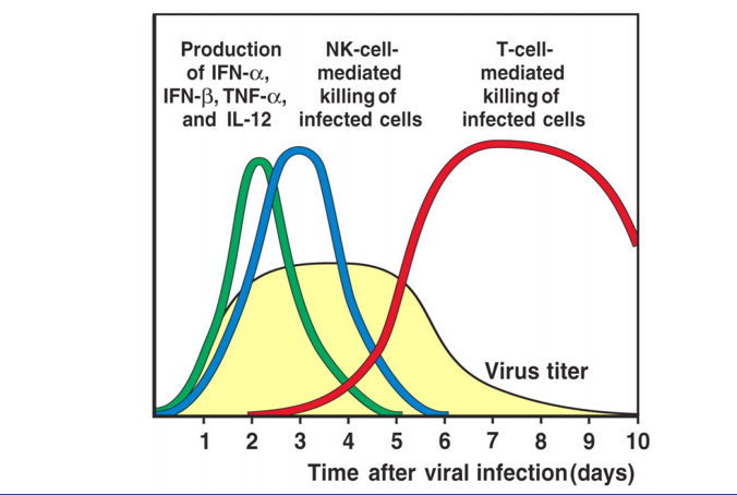 \*NK cells typically kill tumor cells or virus-infected cells