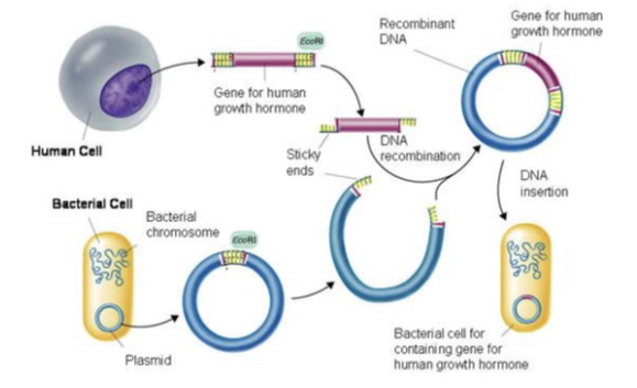 <ol><li><p>Prepare bacteria</p><ol><li><p>Destabilise cells walls (EDTA)</p></li><li><p>Dissolve the cell membrane with detergents</p></li><li><p>Denature membrane proteins</p></li><li><p>Separate the plasmids (centrifuge)</p></li></ol></li><li><p>Same restriction enzymes that cut out gene used to cut open plasmid</p><ol><li><p>So there is complementary sticky ends</p></li></ol></li><li><p>DNA ligase is used to join gene and plasmid</p></li><li><p>Plasmid is now recombinant DNA</p></li><li><p>Bacteria take up recombinant plasmid</p></li><li><p>Clone in fermenter (large numbers rapidly)</p></li></ol>