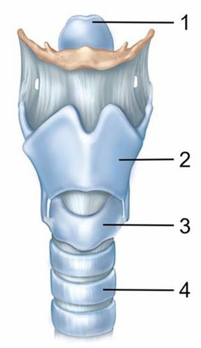 <p>Name the cartilage labeled 1.</p><p>A) Epiglottic cartilage</p><p>B) Thyroid cartilage</p><p>C) Cricoid cartilage</p><p>D) Tracheal cartilage</p><p>E) Arytenoid cartilage</p>