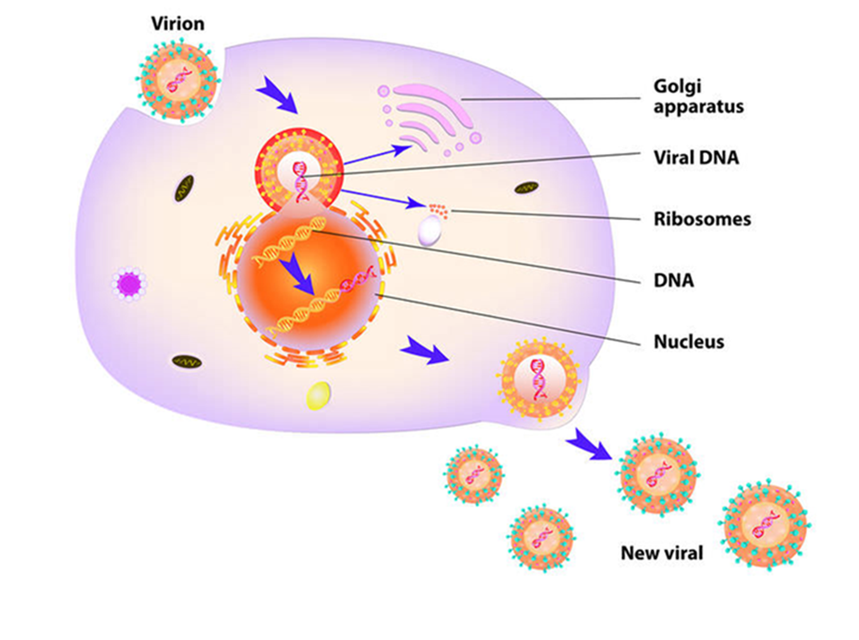 <p>The image below shows  the life cycle of a _______________________. a. RNA virus b. DNA virus c. methanogenic Archaea strain d. RNA retrovirus e. pathogenic E. coli strain</p>