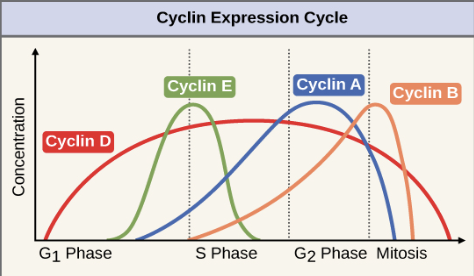 <p>Cyclins (they regulate the timing of the cell cycle in eukaryotic cells)</p>