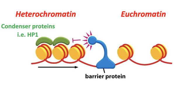 <ul><li><p class="Paragraph SCXO231891875 BCX4" style="text-align: left;"><span style="background-color: inherit; line-height: 19.55px; color: windowtext;"><span>A smaller proportion of human chromosomes is in the form of heterochromatin, where the chromatin is more permanently compacted</span></span><span style="line-height: 19.55px; color: windowtext;"><span>&nbsp;</span></span></p></li><li><p class="Paragraph SCXO231891875 BCX4" style="text-align: left;"><span style="background-color: inherit; line-height: 19.55px; color: windowtext;"><span>Forms via condenser proteins</span></span><span style="line-height: 19.55px; color: windowtext;"><span>&nbsp;</span></span></p></li><li><p class="Paragraph SCXO231891875 BCX4" style="text-align: left;"><span style="background-color: inherit; line-height: 19.55px; color: windowtext;"><span>Not dynamic (cannot reverse compactness)</span></span><span style="line-height: 19.55px; color: windowtext;"><span>&nbsp;</span></span></p></li><li><p class="Paragraph SCXO231891875 BCX4" style="text-align: left;"><span style="background-color: inherit; line-height: 19.55px; color: windowtext;"><span>Barrier elements recruit barrier proteins</span></span><span style="line-height: 19.55px; color: windowtext;"><span>&nbsp;</span></span></p><ul><li><p class="Paragraph SCXO231891875 BCX4" style="text-align: left;"><span style="background-color: inherit; line-height: 19.55px; color: windowtext;"><span>Prevent heterochromatin spilling into euchromatin</span></span><span style="line-height: 19.55px; color: windowtext;"><span>&nbsp;</span></span></p></li><li><p class="Paragraph SCXO231891875 BCX4" style="text-align: left;"><span style="background-color: inherit; line-height: 19.55px; color: windowtext;"><span>Can be lost following a chromosomal translocation</span></span><span style="line-height: 19.55px; color: windowtext;"><span>&nbsp;</span></span></p></li></ul></li></ul><p></p>