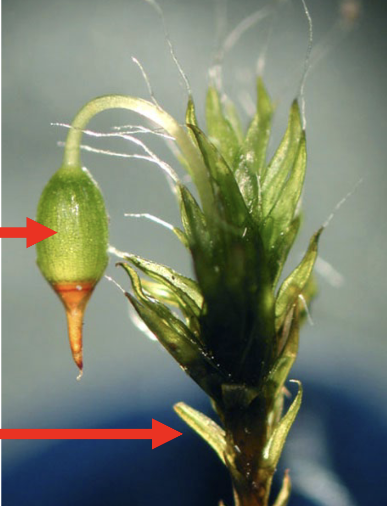 <p>What is the bottom arrow pointing to?</p>