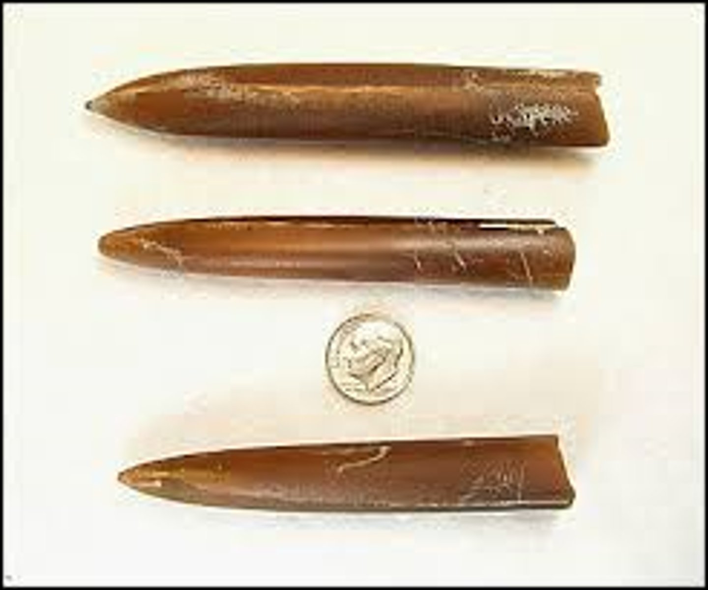 <p>a genus of belemnite from the Late Cretaceous of Europe and North America. -a squidlike animal, probably related to the ancestors of modern squids and cuttlefish.</p>