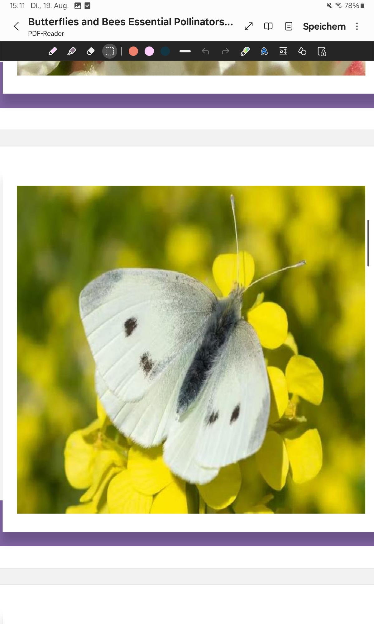 <p>Small White </p>