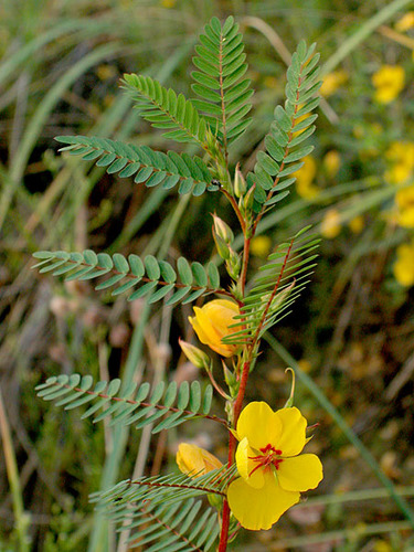 common: partridge pea

family: Fabaceae

Range: Great Plains --> East

Habitat: Upland, drier sites, disturbed areas, well-drained

Bark: Herbaceous

Persistence: Annual

Leaves: Pinnately compound with 10-16 leaflets. Alternate, entire margin (of leaflets). 

Flowers/fruit: yellow, showy flowers that produce legumes (flattened seedpods)

Tolerances: mod shade and salt, low flood, high drought

Other: pollinator plant, nitrogen fixer, browsed, used as a native ornamental and as erosion control. Doesn't sprout after fire, but seeds often remain in seedbank.