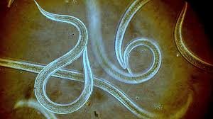 <p>2–3 facts about nematodes?</p>
