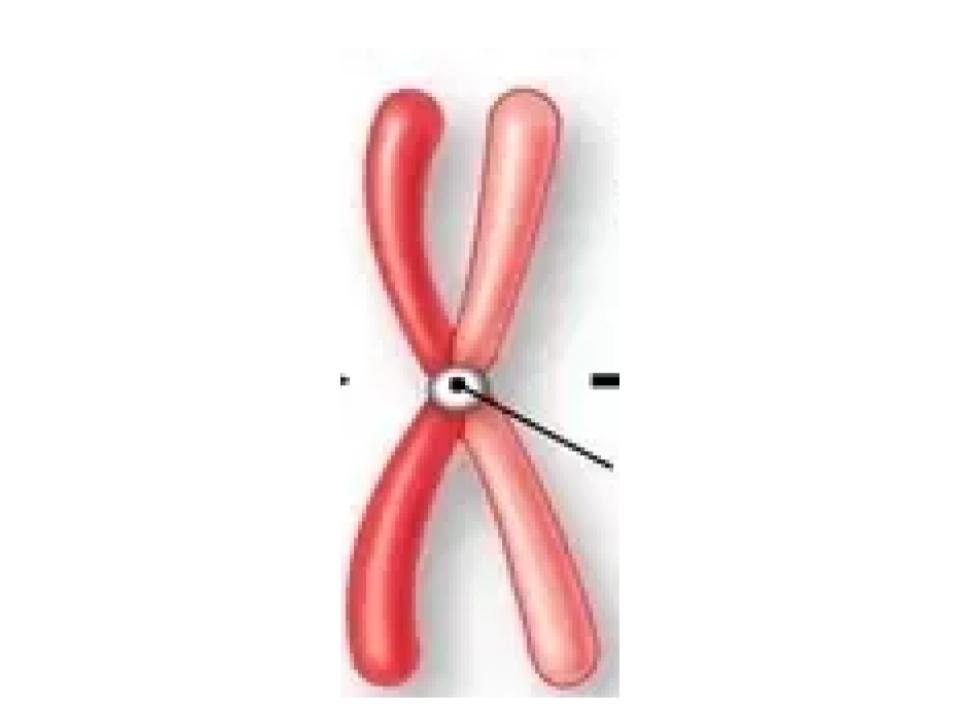 <p>A chromosome that has undergone semi conservative replication</p>