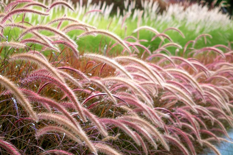 <ul><li><p>Pennisetum setaceum</p></li><li><p>Invasive</p></li></ul>