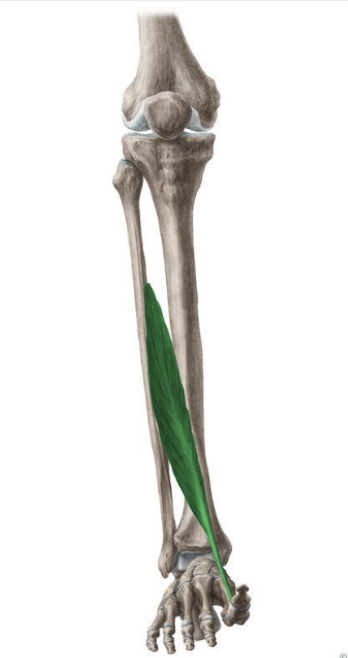 <p>MUSCLE:</p><p>ORIGIN:</p><p>INSERTION:</p><p>NERVE:</p><p>ACTION:</p>