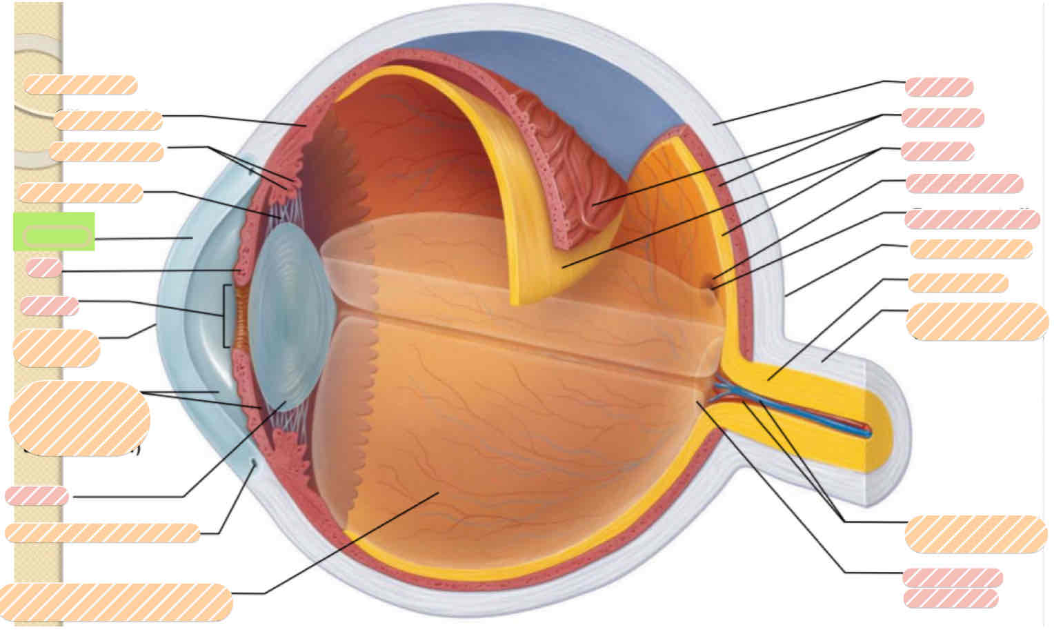 <p>Internal eye anatomy</p>