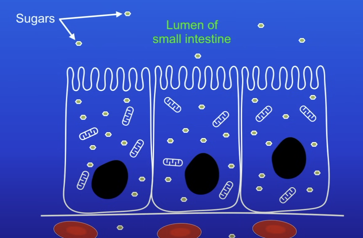 <p>Cells lining small intestine</p>