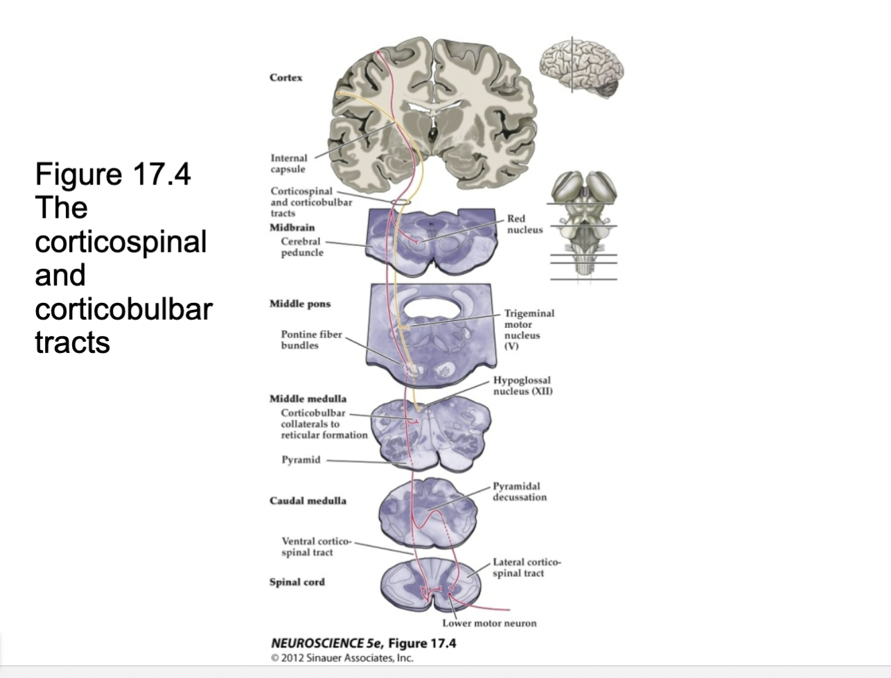 <p><span>Corticospinal and Corticobulbar tracts</span></p>