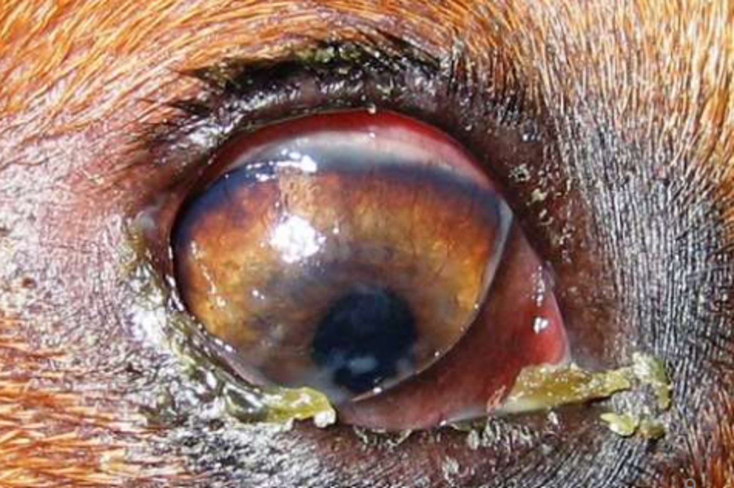 <p>Loss of tear production.</p>