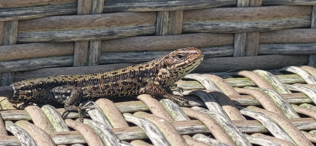 <p>Zootoca vivipara</p>