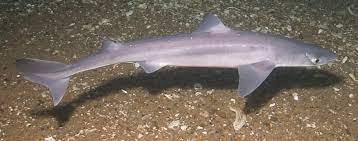 Dogfish sharks