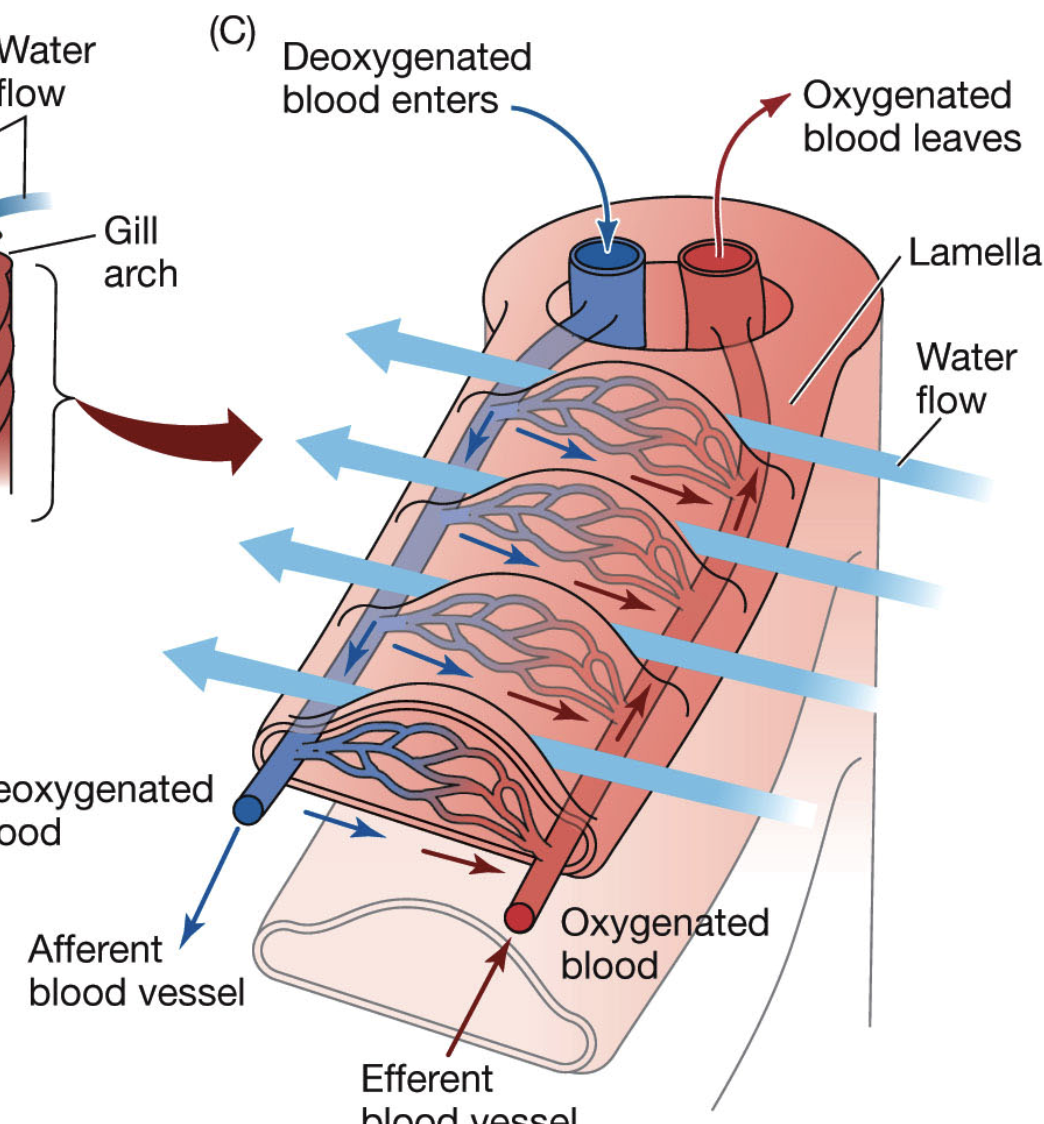 <p>water flows in while opperculum closed…creates pressure difference, opperculum open and water flows out through flimaments with blood flowing in opposite direction…lamellae take in o2 though this counter current exchange and blood becomes oxygenated</p>