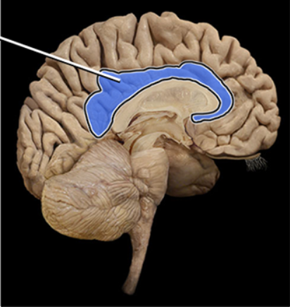 <p><span><span>Cingulate gyrus</span></span></p>