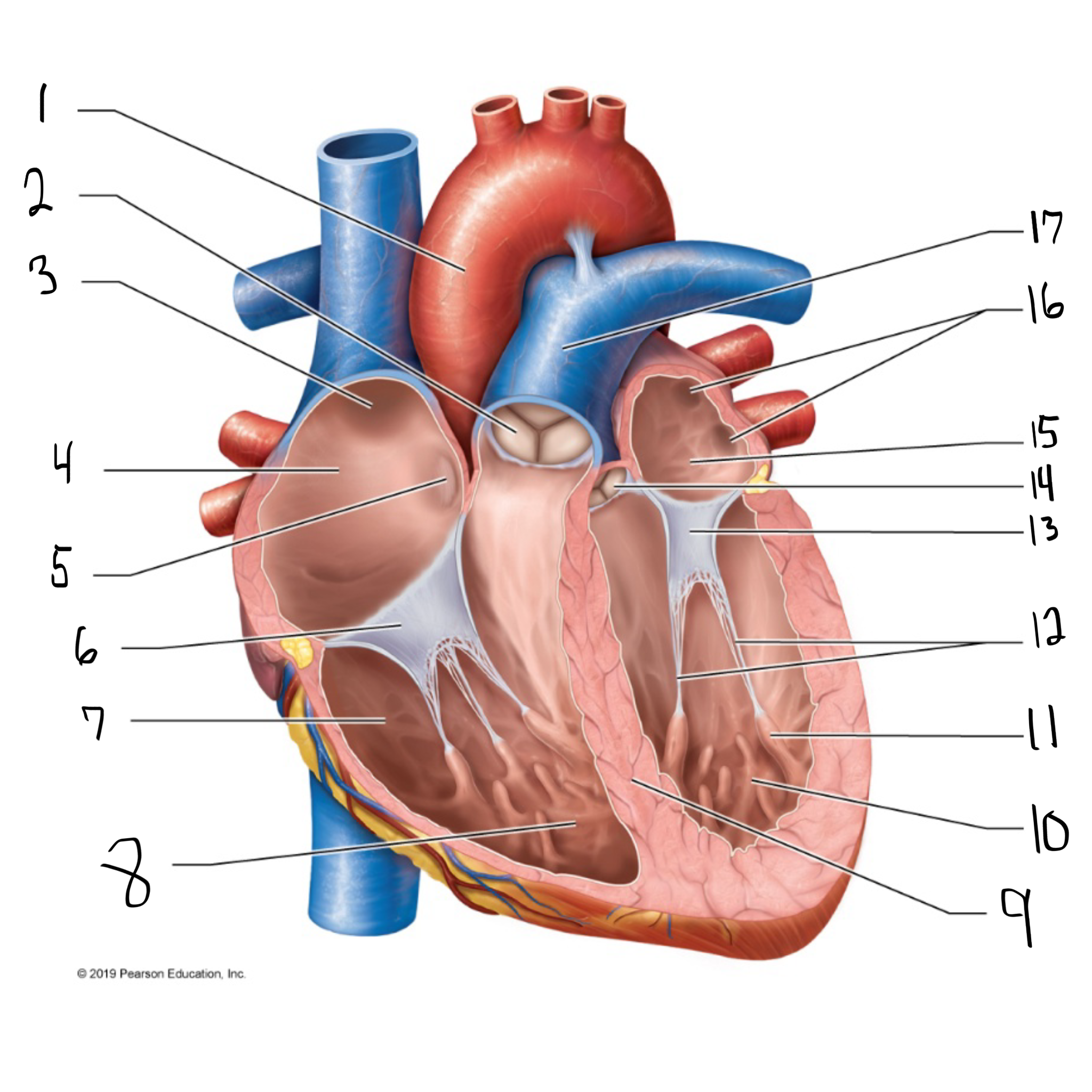 <p>what is #16 in the image?</p>