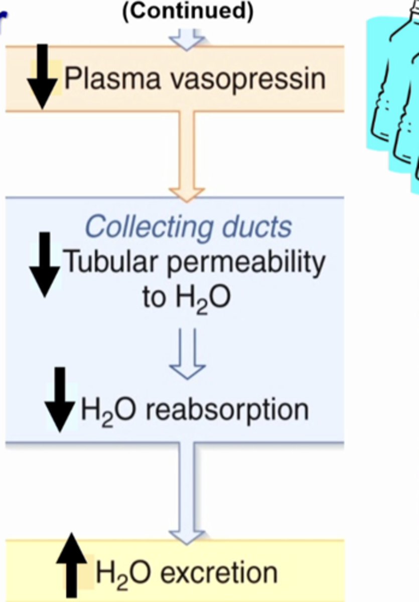 <p>CONTINUED EXCESS WATER INGESTION</p><p>what is this image showing?</p>