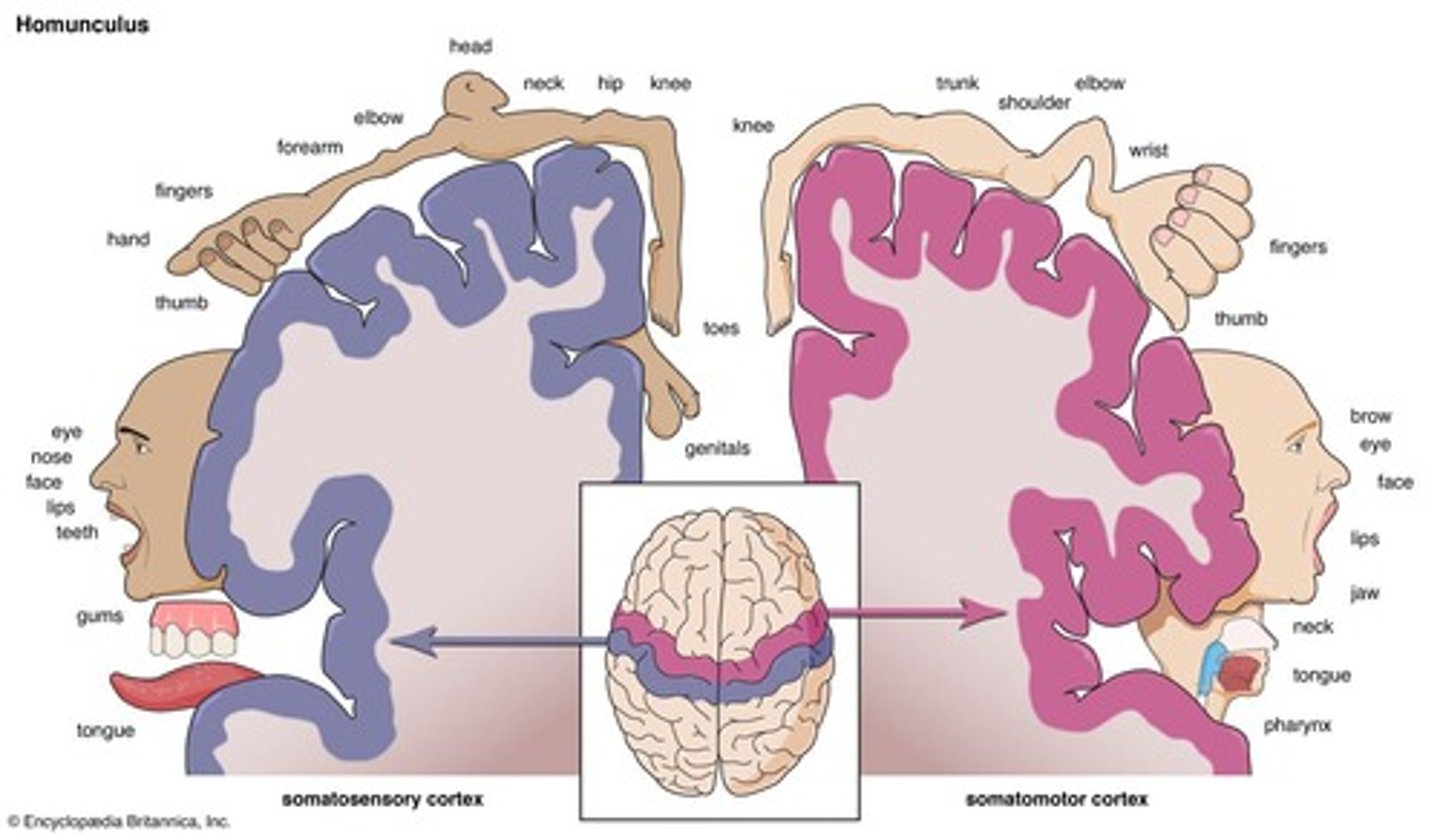 <p>Representation of body parts in the motor cortex.</p>