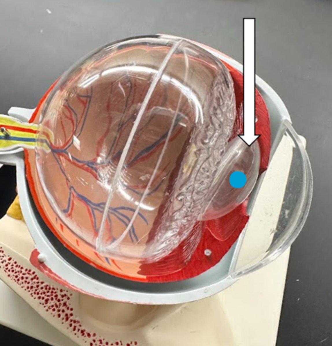 <p>name the structure</p>