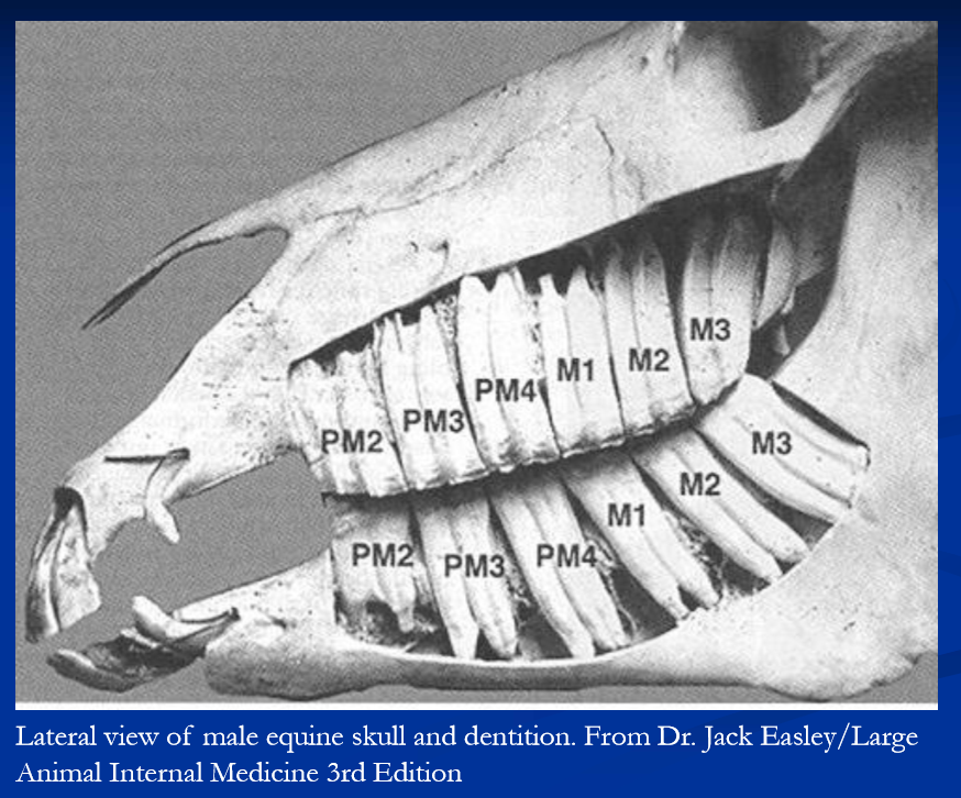 <ul><li><p>Hypsodont teeth </p><ul><li><p>long crown, short roots, enamel extends below gum line </p></li><li><p>incisors grasp, tear and pull the grass </p></li><li><p>cheek teeth are made for grinding the grass </p></li></ul></li><li><p>growth of crown continues until 6-9yr </p></li><li><p>wear occurs at rate of 2-3mm / yr </p><ul><li><p>reserve crown in alveolar bone erupts continually throughout adult life in response to wear, thus maintaining occlusion </p></li><li><p>length of reserve crown decreases gradually with this process; aged horse become “smooth mouthed” </p></li></ul></li></ul><p></p>