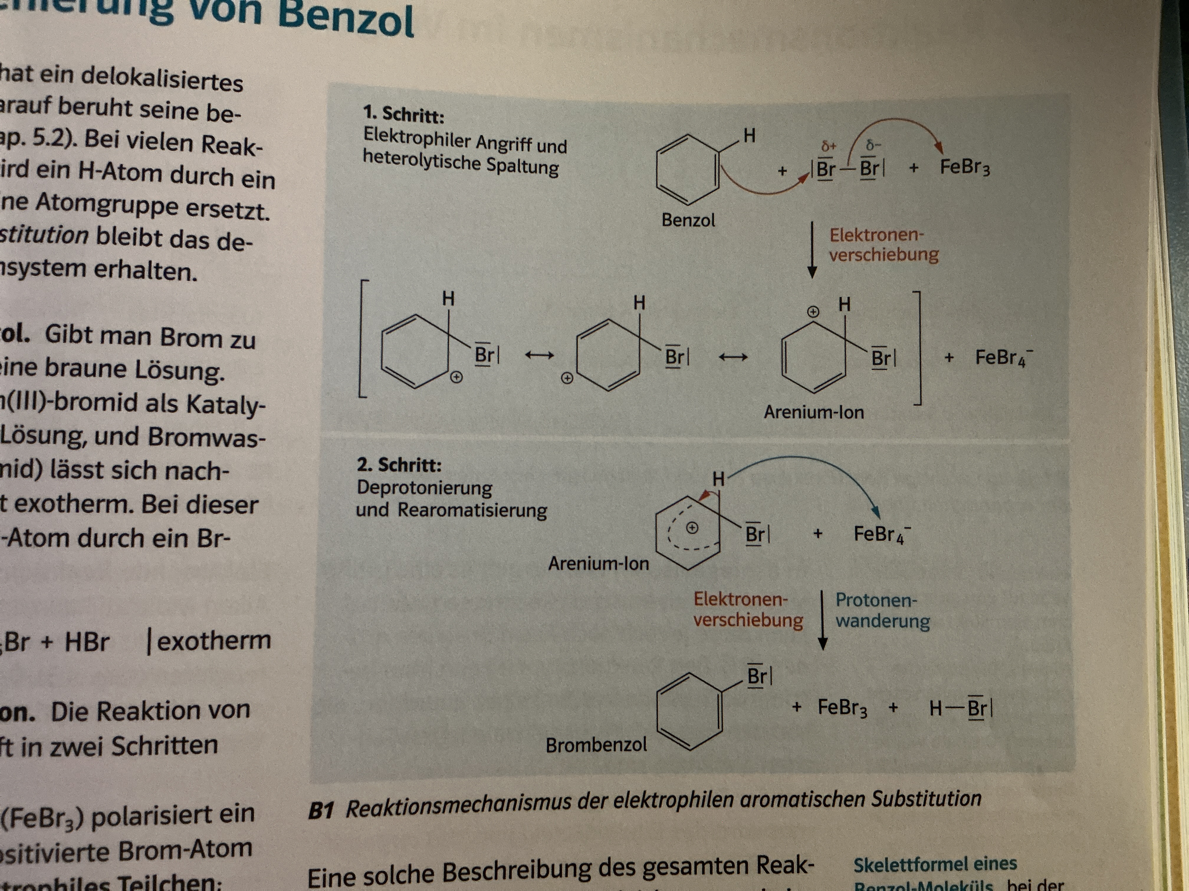 <p>Brom zu Benzol → braune Lösung </p><p>Nach Zugabe Eisen (III)-bromid als Kat → Entfärbung LSG </p><p>→ Nachweis Bromwasserstoff </p><p>→ exotherm </p><p>→ Substitution H durch Br </p><p></p><ol><li><p>Schritt: Elektrophile Angriff und heterolytische Spaltung → Br<sub>2</sub> gleichmäßig wegen Ladungsverschiedenheiten aufgelöst, 1 Br zu Benzol, 1 zu Kat → Benzol positive Ladung da Doppelbindung zu Br geht, welcher e<sup>- </sup>braucht</p></li><li><p>Schritt: Deprontonierung/Rearomatisierung / Anenium Ion trotz delokalisierten + Ladung instabil → H wird von Kat gestohlen, dabei geht vorherige Bindung mit H zu Benzol → Aromatischer Zustand wieder da ; Kat wieder Ausgangzustand , Das H kann mit Br von Kat verbinden </p></li></ol><p></p>
