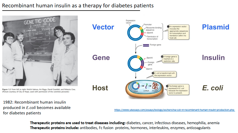 <p>Recombinant human insulin produced in E.coli becomes available for diabetes patients</p>