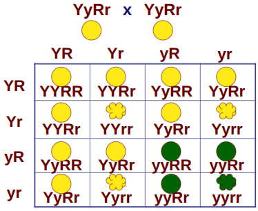 <p>The cross between two individual organisms accounting for two traits</p>