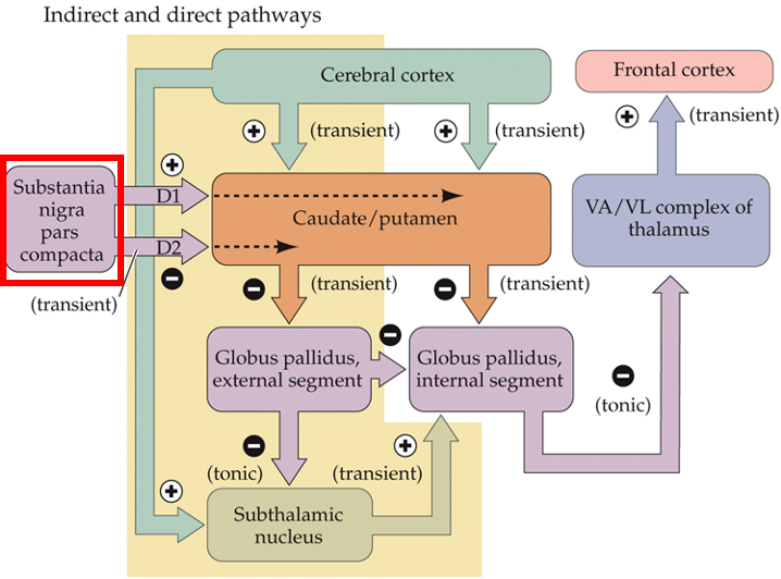 <ul><li><p>used by dopaminergic neurons in SN pars compacta to signal to the striatum</p><ul><li><p>dopaminergic</p></li><li><p>on medium spiny neurons</p></li><li><p>located close to synapses between medium spiny neurons and cortical projections</p></li></ul></li><li><p>increase in cAMP → enhance excitatory input</p></li></ul><p></p>