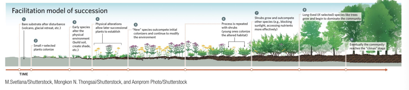 <p><span data-name="black_small_square" data-type="emoji">▪</span> In this model of succession, early colonizers grow and provide organic matter that helps break down rock and build soil.</p><p><span data-name="black_small_square" data-type="emoji">▪</span> The new soil holds water and nutrients that allow later species to germinate, grow, and eventually replace the early species.</p><p><span data-name="black_small_square" data-type="emoji">▪</span> The newer plants add more organic matter and more nutrients and may provide nursery areas for shrubs.</p><p><span data-name="black_small_square" data-type="emoji">▪</span> The facilitated shrubs eventually outcompete smaller plants through shading, add more organic material and nutrients, and often change the soil pH.</p><p><span data-name="black_small_square" data-type="emoji">▪</span> All of these changes encourage the germination and growth of trees that outcompete the shrubs and form a climax community.</p>