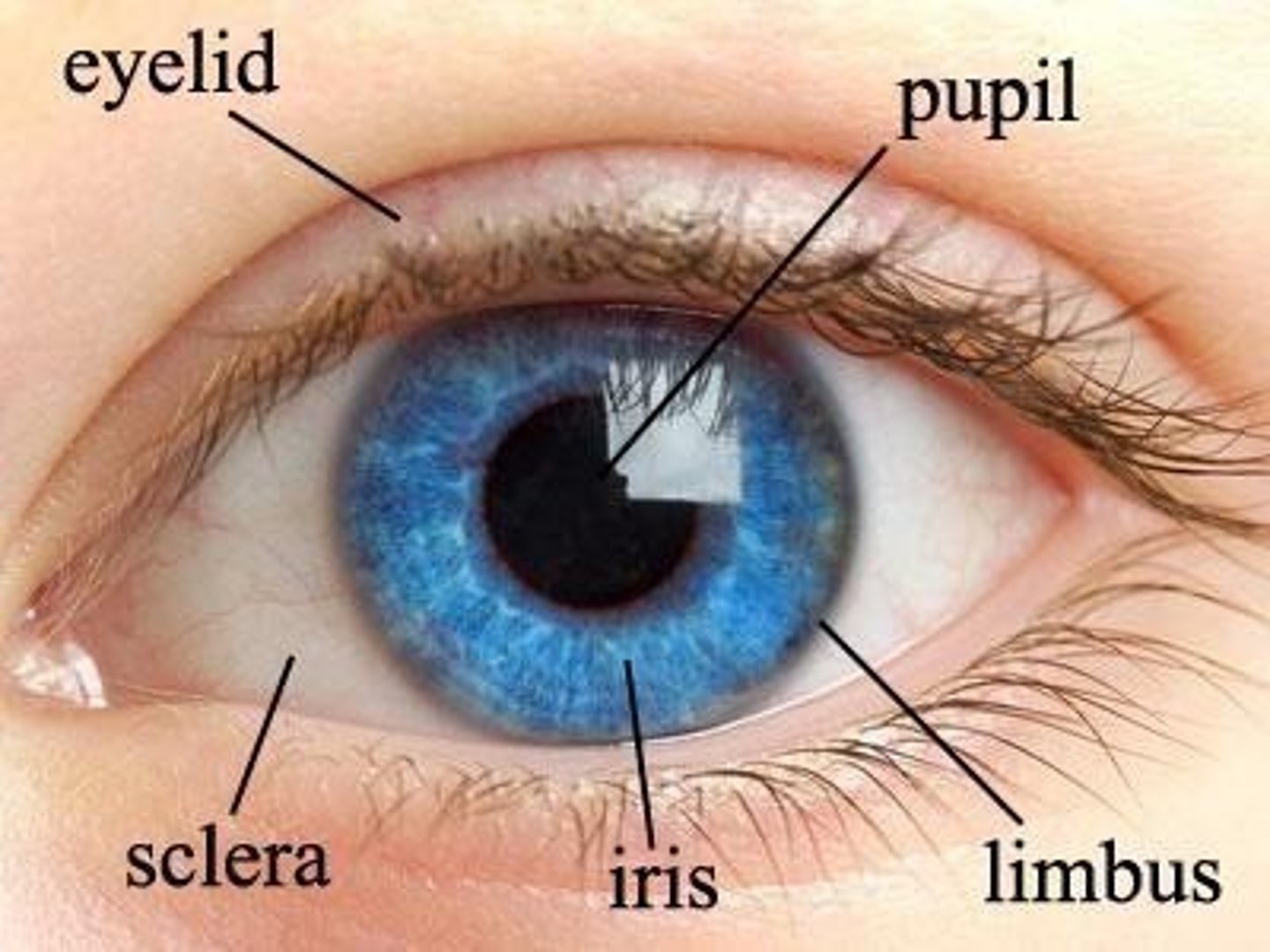 <p>The cornea is a thick, transparent, avascular membrane that maintains the shape of the eyeball, allows light to enter, and slightly refracts light.</p>