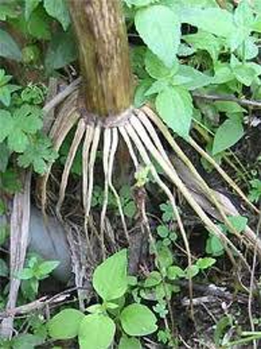 <p>roots that arise from an organ other than the root—usually a stem, sometimes a leaf</p>