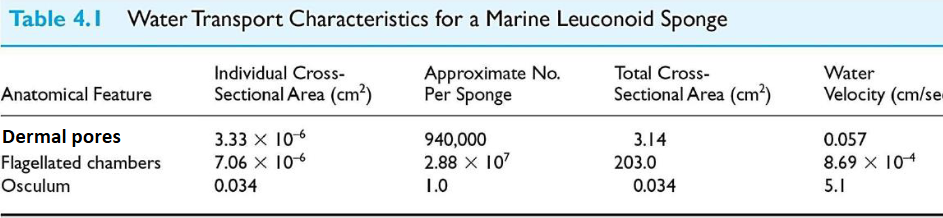 <p>what does this tell us about suspension feeding through a leuconoid sponge</p>
