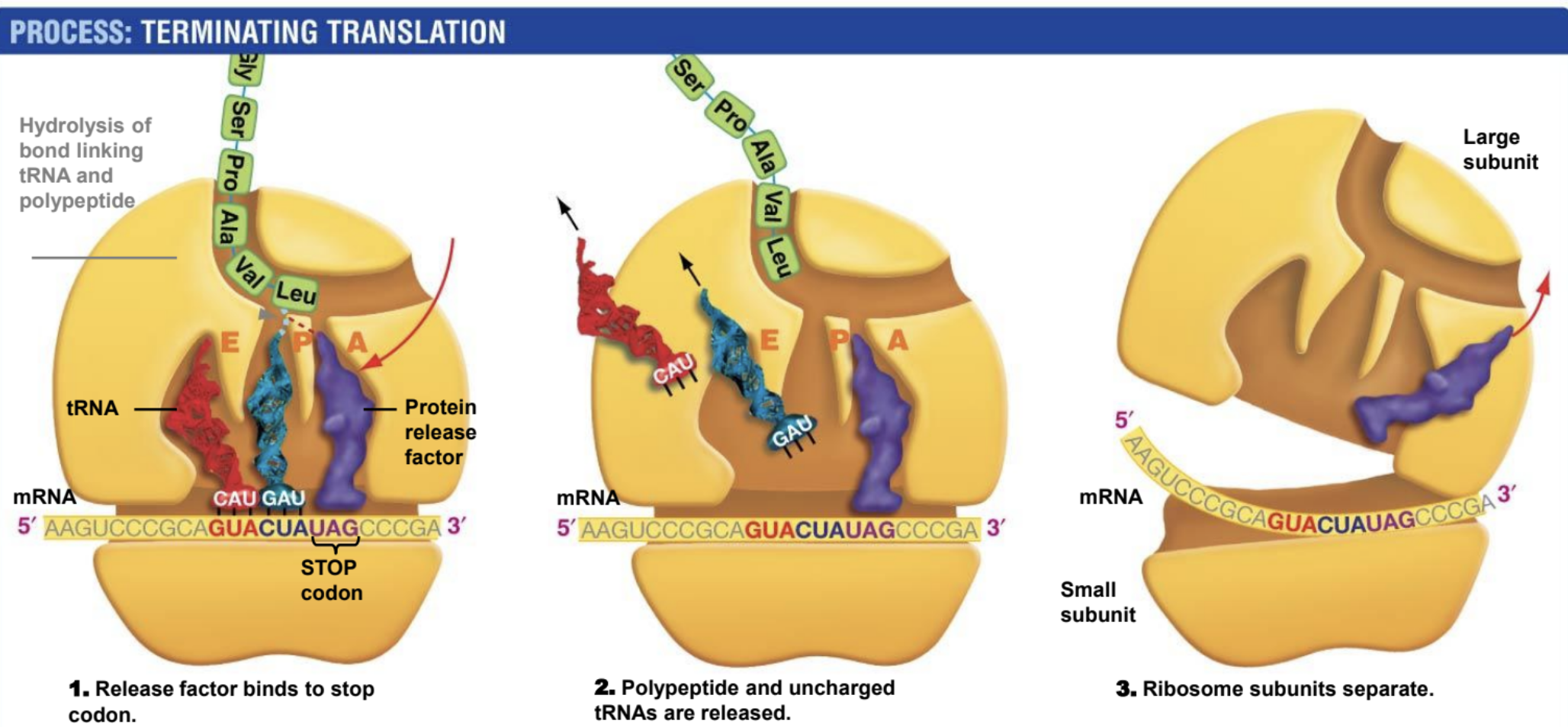 <p>Protein release factor binds to stop codon. Polypeptide and uncharged tRNA are released. Ribosome subunit splits.</p>