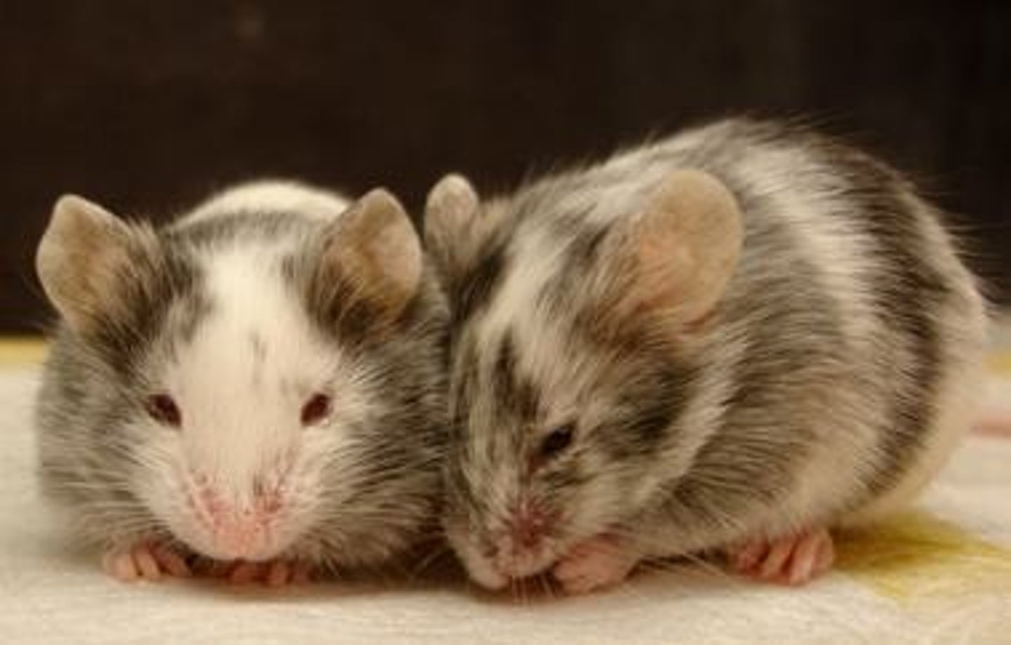 <p>Some progeny may be homozygous knockout mice.</p>