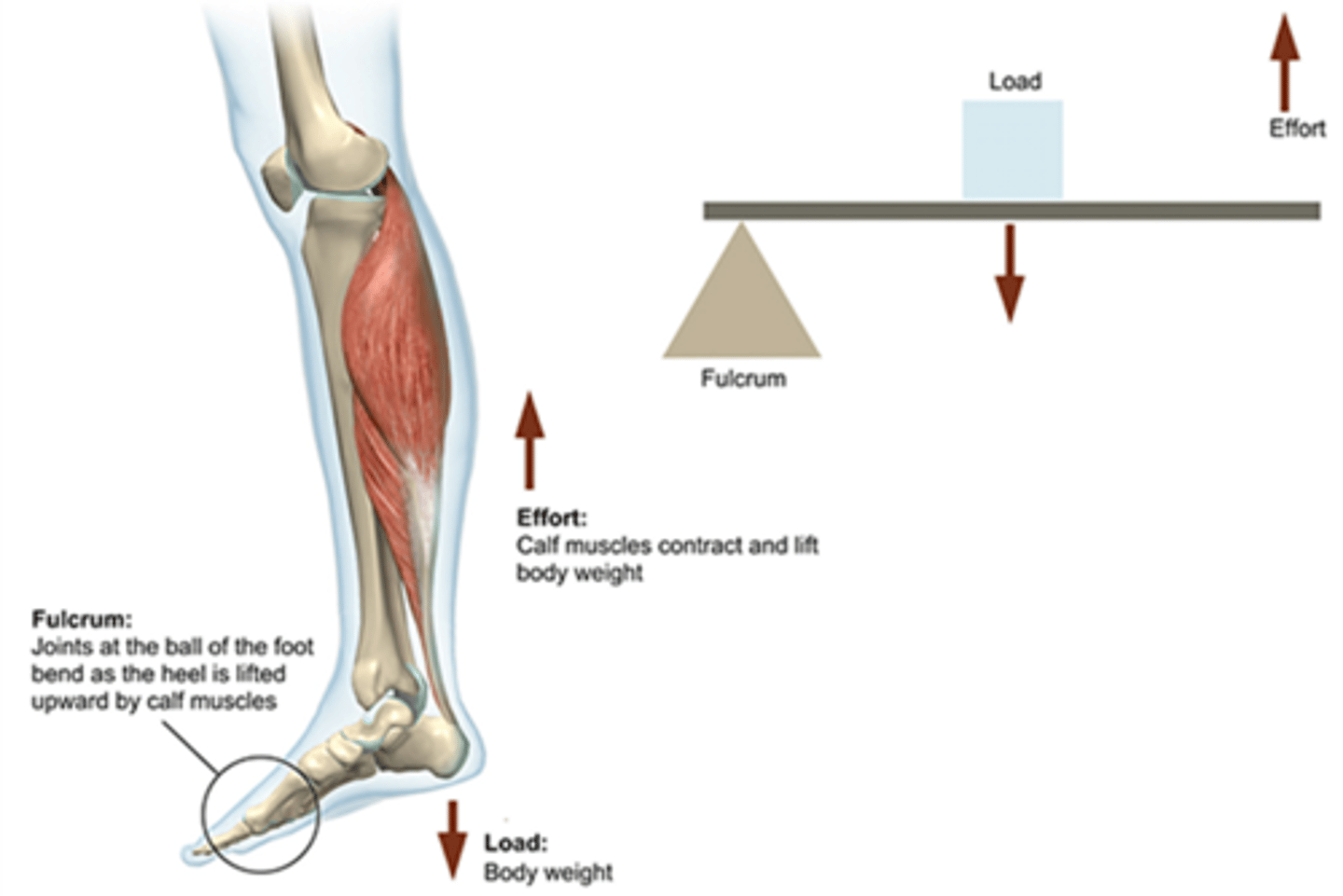 <p>plantarflexion</p>