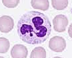 <p>what is that dot at the bottom what is it found in</p>