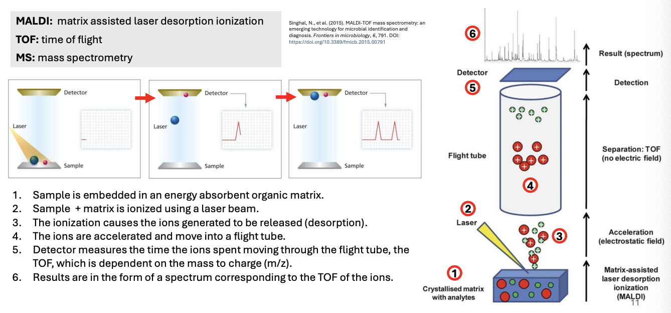 <ol><li><p>Sample is embedded in an energy-absorbent organic <strong>matrix</strong></p></li><li><p>Sample + matrix is ionized using a <strong>laser beam</strong></p></li><li><p>The<strong> ionization</strong> causes the ions generated to be released or <strong>desorbed (desorption)</strong></p></li><li><p>The ions are accelerated and move into a flight tube</p></li><li><p>Detector then measures the time ions spent moving through the flight tube, i.e., <strong>time of flight</strong>, which is dependent on mass to charge ratio (m/z)</p></li><li><p>Results are in the form of a <strong>mass spectral chart</strong> that corresponds to the TOF of the ions</p></li></ol><p></p>