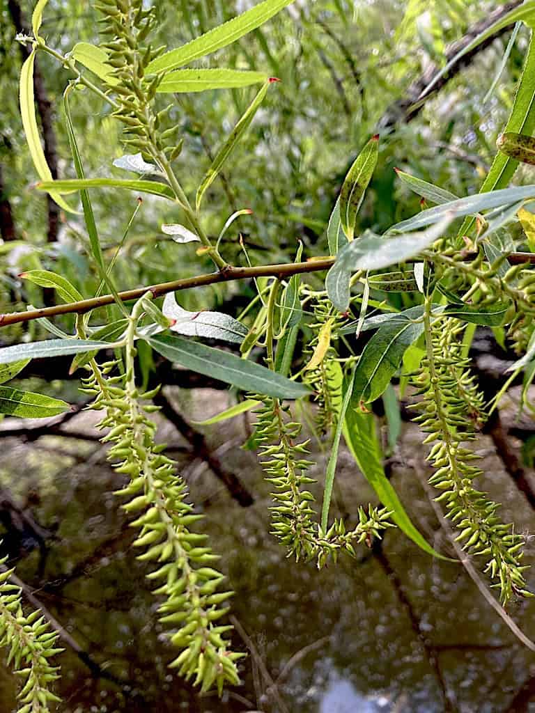 <p>Black Willow</p>