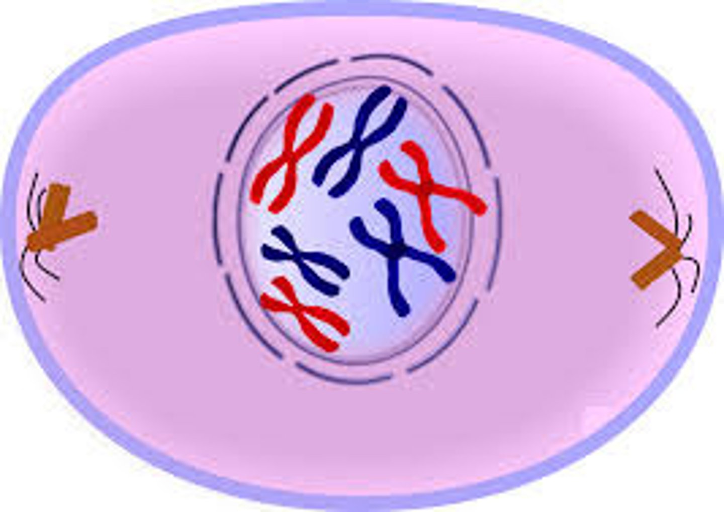<p><b>Mitosis begins</b>; centrioles appear and begin to move to opposite ends of cell; spindle fibers form between the poles.<br>Longest phase of mitosis.</p>