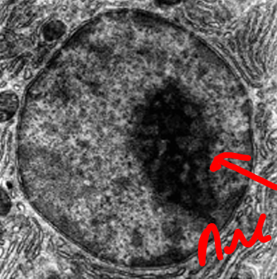 <p>What organelle is this?</p>