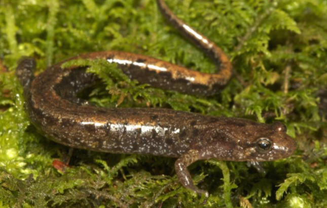 <p>desmognathus ochrophaeus</p>