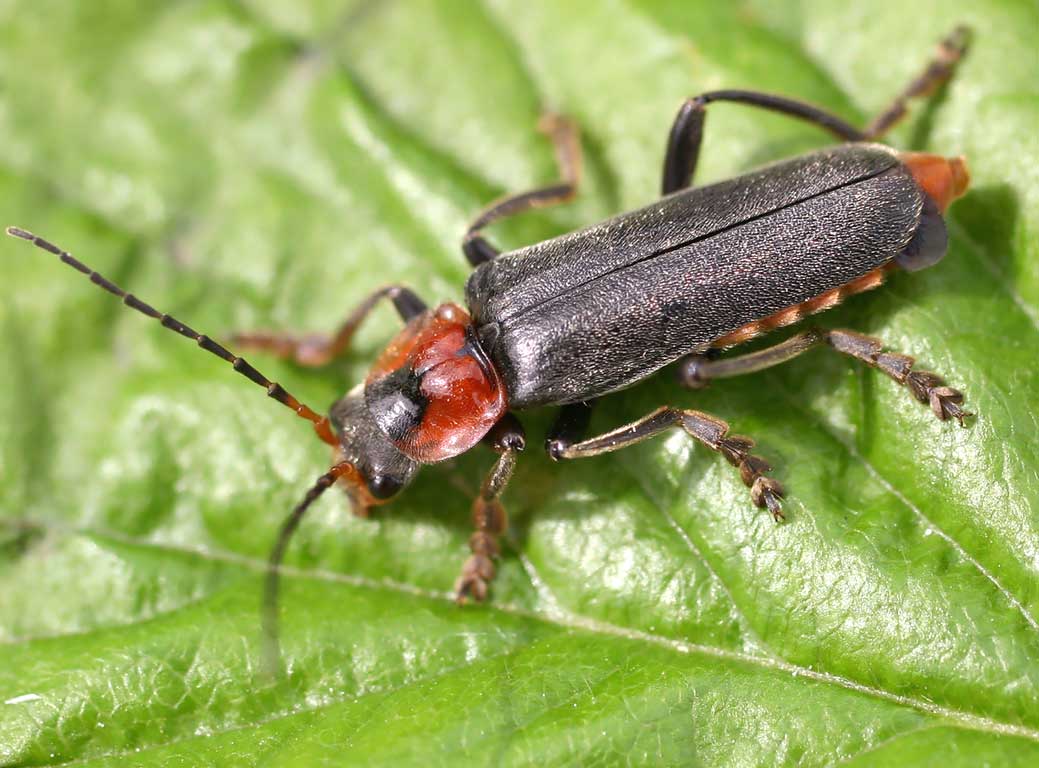 <p>Species of insect.</p>