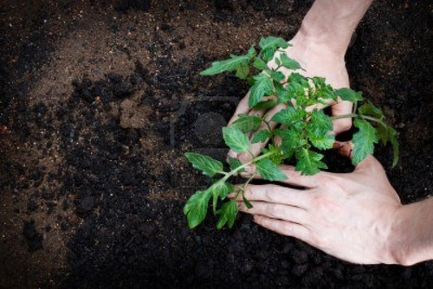 <p>planter</p>