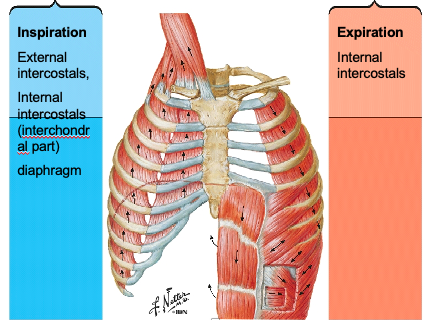 <p>(Muscles of inspiration) where are external intercostals located and what direction do they go?</p>